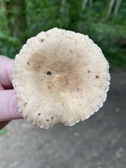 Lactifluus gerardii