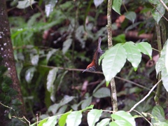 Cantorchilus semibadius