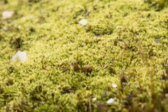 Eccremidium arcuatum