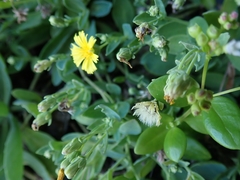 Crepidiastrum lanceolatum