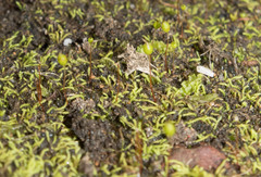 Philonotis australiensis