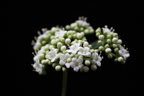 Viburnum tinoides, 2022-07-16