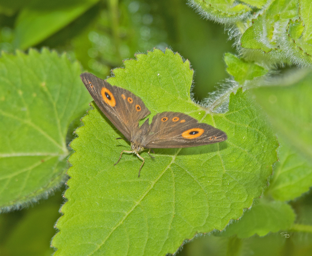 Heteropsis turbata