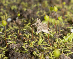 Philonotis australiensis