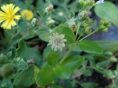 Crepidiastrum lanceolatum