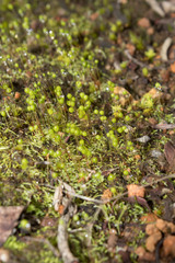 Philonotis australiensis