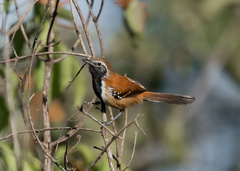 Rusty-Backed Antwren photo 4