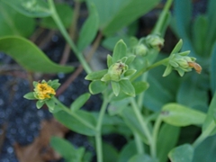 Crepidiastrum lanceolatum