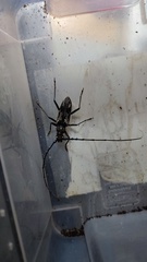 Trirachys orientalis