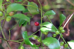 Dendrotrophe varians