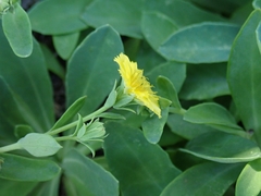 Crepidiastrum lanceolatum