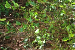 Dendrotrophe varians