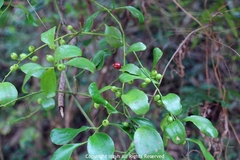 Dendrotrophe varians