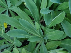 Crepidiastrum lanceolatum