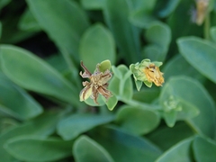 Crepidiastrum lanceolatum