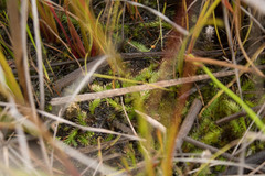 Brownseya serpentina