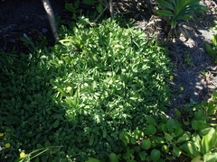 Crepidiastrum lanceolatum