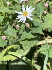 Eurybia chlorolepis