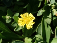 Crepidiastrum lanceolatum