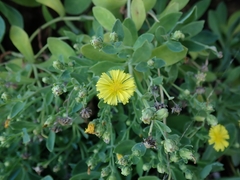 Crepidiastrum lanceolatum