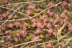 Drosera roseana