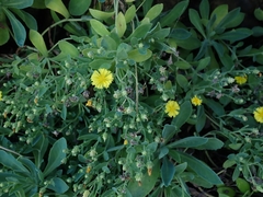Crepidiastrum lanceolatum