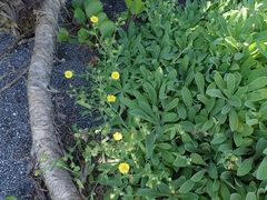 Crepidiastrum lanceolatum