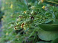 Crepidiastrum lanceolatum