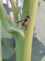 Parancistrocerus fulvipes