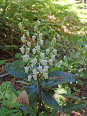 Leucothoe davisiae