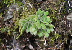 Sedum stellariifolium