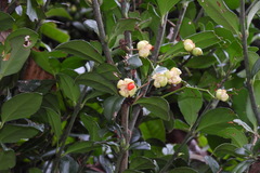 Euonymus spraguei
