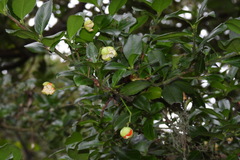 Euonymus spraguei