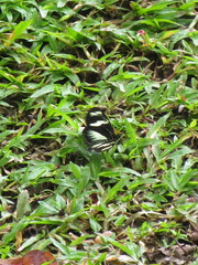 Heliconius doris viridis