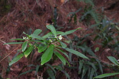 Daphne arisanensis