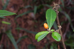 Daphne arisanensis