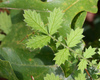 Incised Agrimony - Photo (c) Mary Keim, some rights reserved (CC BY-NC-SA)
