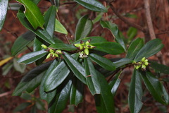 Daphne arisanensis