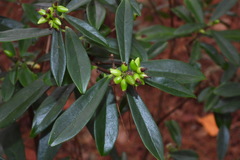 Daphne arisanensis