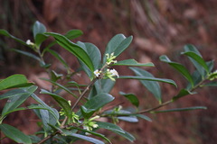 Daphne arisanensis