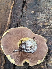 Stropharia scabella