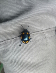 Labidomera suturella