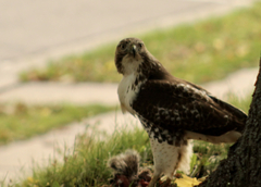 Buteo jamaicensis