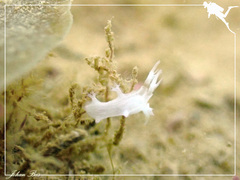 Tritoniopsis elegans
