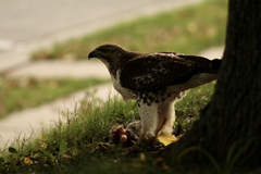 Buteo jamaicensis