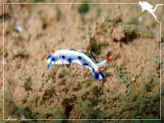 Hypselodoris infucata
