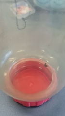 Coptosoma xanthogramma