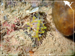Halgerda willeyi