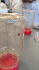 Coptosoma xanthogramma