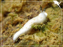 Dermatobranchus semistriatus